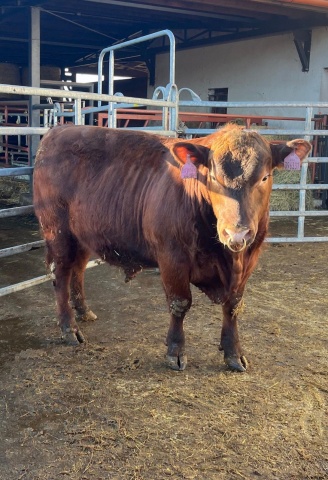 Zah�jeny z�kladn� v�b�ry prvn�ho turnusu